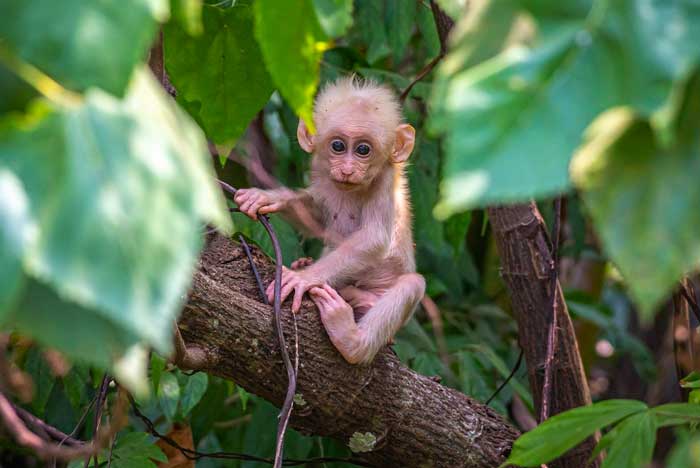 Bebe Mono Bonito en Parque Temático en Tenerife