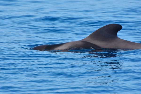 Calderón Tropical en una de las excursiones en barco para ver cetáceos en La Palma