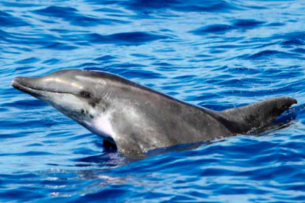 Delfín de dientes rugosos en Tenerife