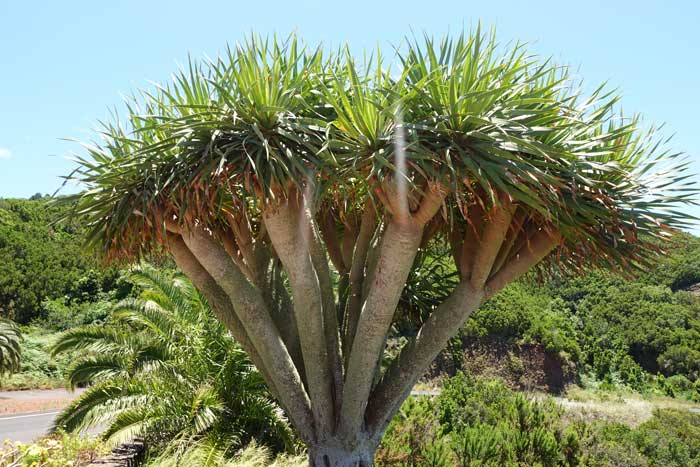 Drago en Buracas Las Tricias en la Palma, ruta de senderismo