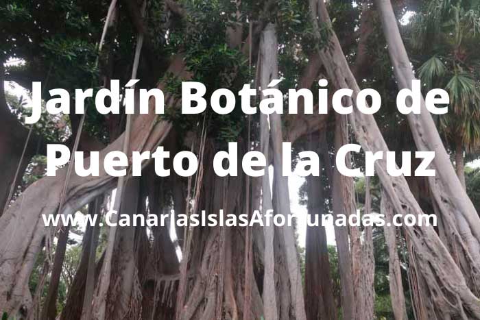 Guía para visitar el Jardín Botánico de Puerto de la Cruz en el norte de Tenerife