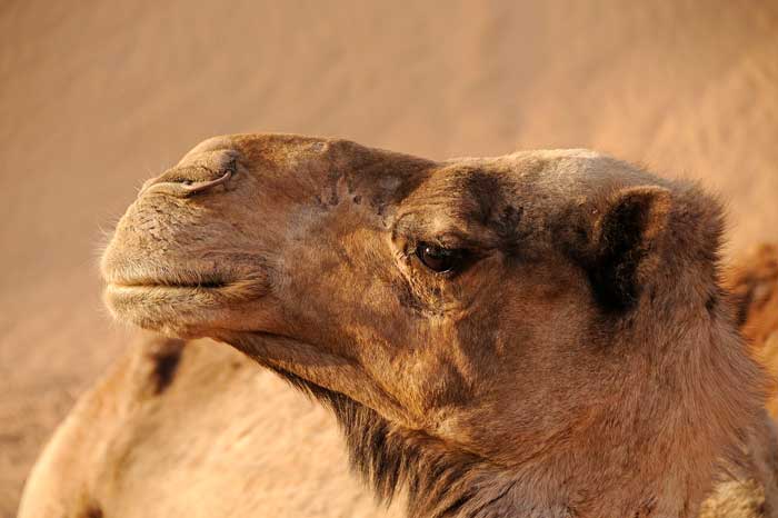 Montar en Camello en Tenerife Norte