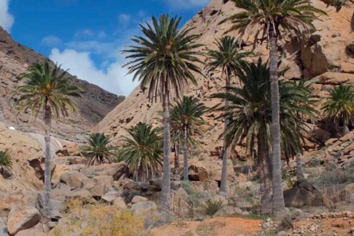 Palmeral del Barranco de la Peñita en Fuerteventura