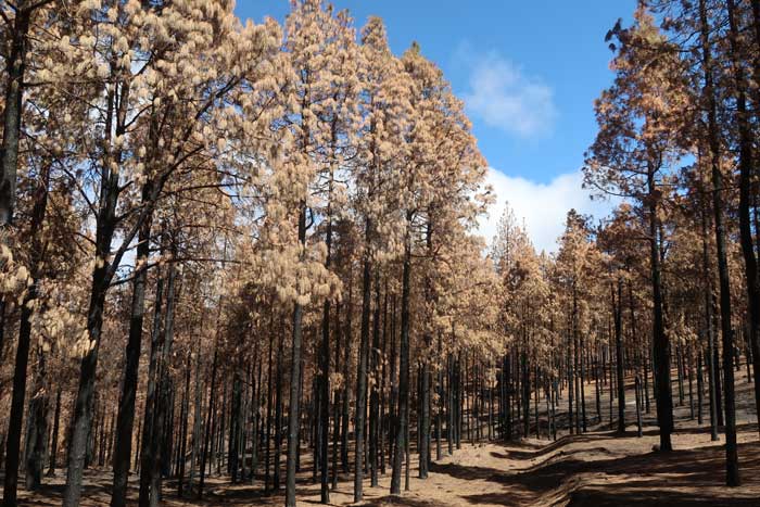 Pinos quemados tras incendio en Gran Canaria