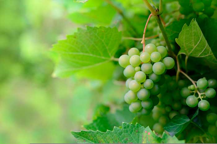 Racimo de uvas blancas en las viñas de Lanzarote
