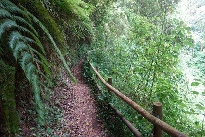 Sendero del Cubo de La Galga en La Palma, ruta fácil y bonita para ir con niños