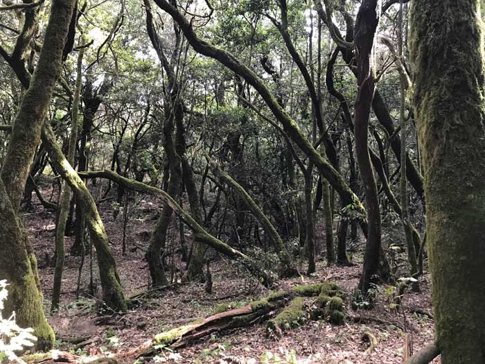 Rutas de senderismo en el Garajonay, troncos de árboles con musgos