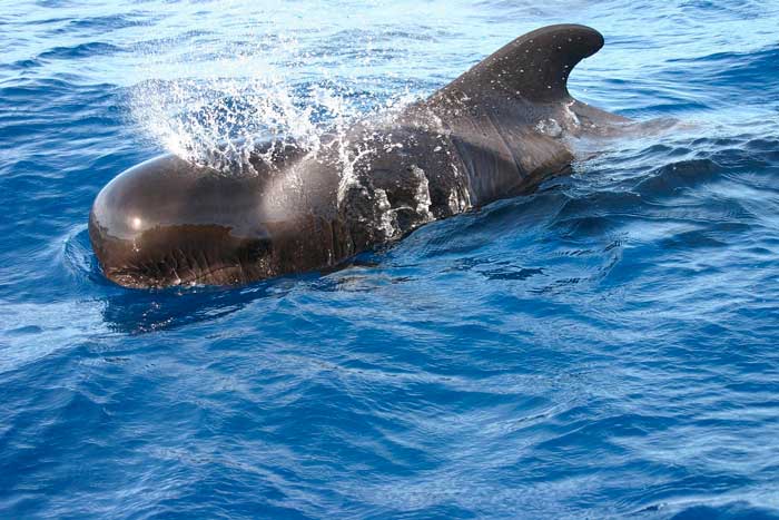Ver Ballenas en excursión en barco en La Palma