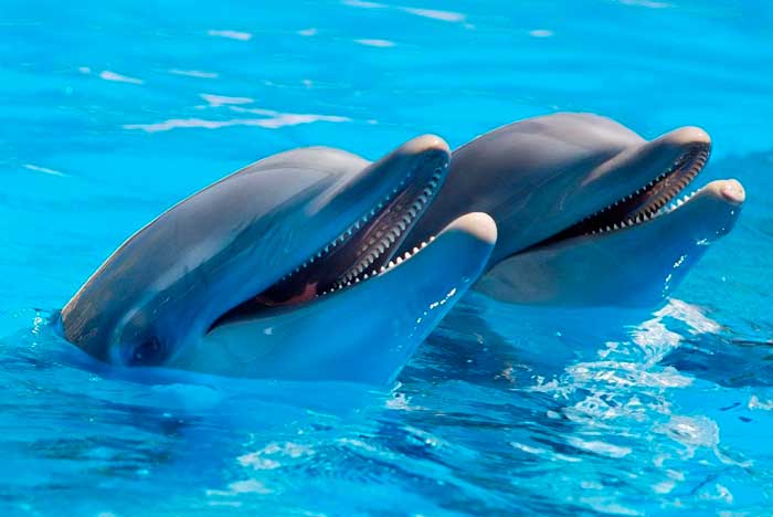 Delfines en el Zoológico de Rancho Texas Lanzarote en Puerto del Carmen