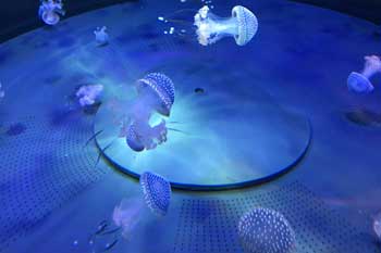 Medusas en el Acuario del Zoológico de Tenerife Loro Parque
